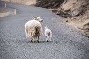 Start Fotogalerie - tiere